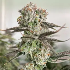 citrus bananacane cannabis seeds by private label