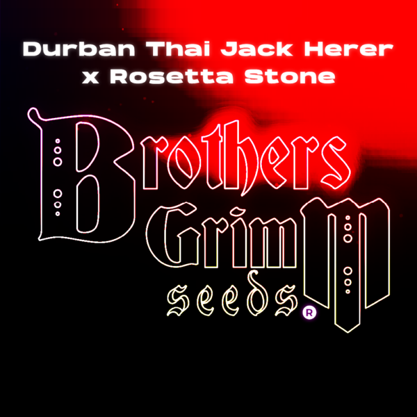 durban thai jack herer x rosetta stone tester cannabis seeds by brothers grimm