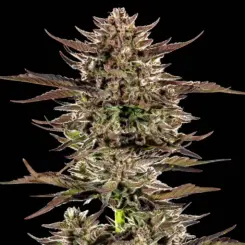 frosted zinn x 3 bears og auto cannabis seeds by barney's farm