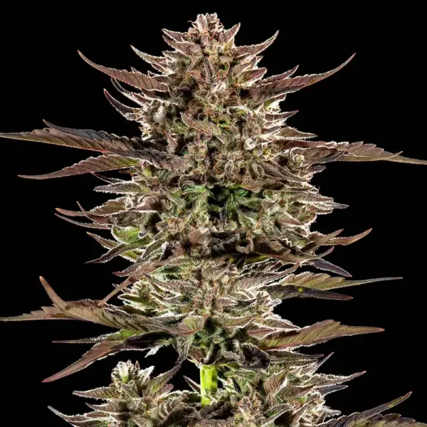 frosted zinn x 3 bears og auto cannabis seeds by barney's farm