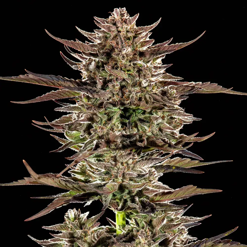 frosted zinn x 3 bears og auto cannabis seeds by barney's farm frosted zinn x 3 bears og auto cannabis seeds by barney's farm