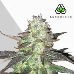 ghost train haze auto cannabis seeds by auto seeds
