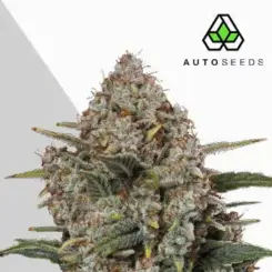 gorilla cookies auto cannabis seeds by auto seeds