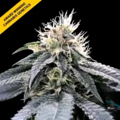green crack cannabis seeds by dna genetics