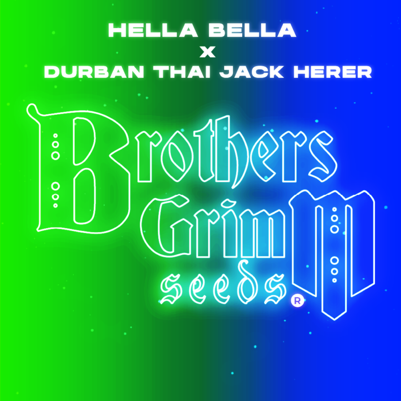 hella bella x durban thai jack herer cannabis seeds by brothers grimm