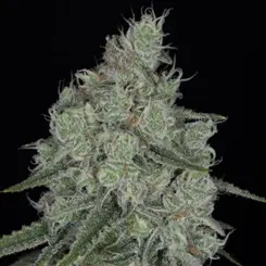 honey peach pie cannabis seeds by sin city seeds