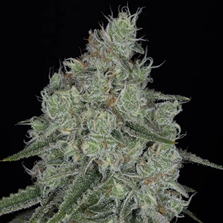 honey peach pie cannabis seeds by sin city seeds