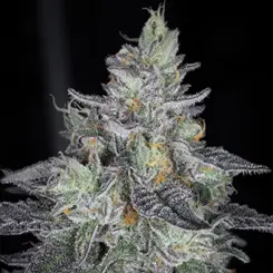 icebox envy cannabis seeds by sin city seeds