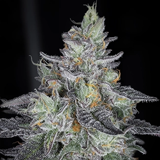 icebox envy cannabis seeds by sin city seeds