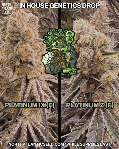 In House Genetics - Platinum Drop's promotional image