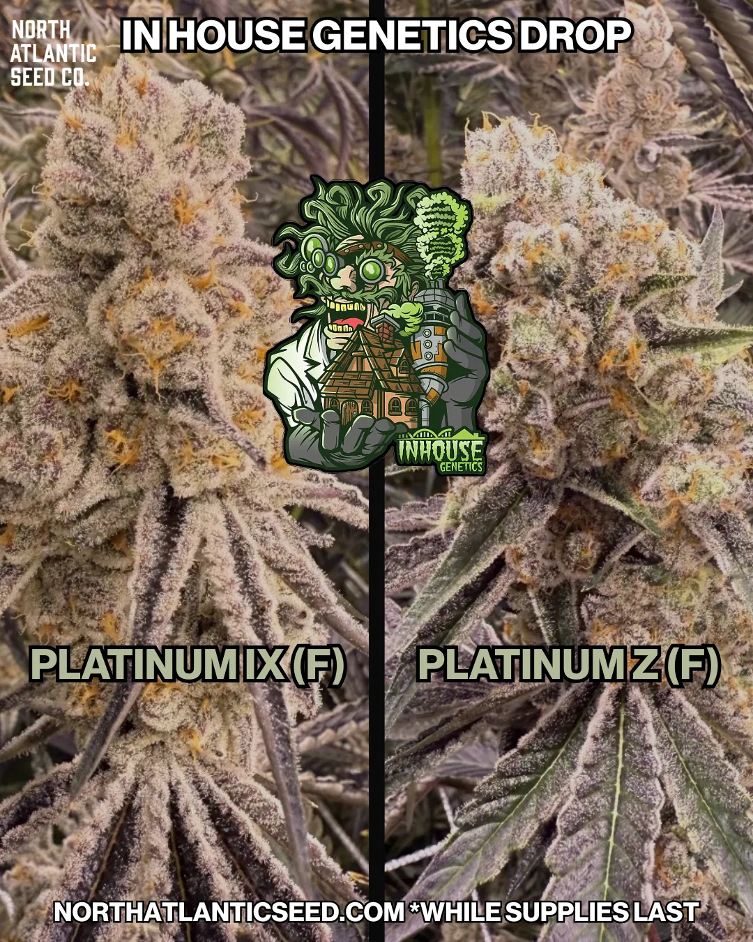 In House Genetics - Platinum Drop cannabis seeds