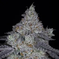 key lime kahlua cannabis seeds by sin city seeds