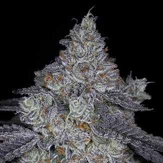 key lime kahlua cannabis seeds by sin city seeds