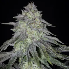 key lime pie bx2 cannabis seeds by sin city seeds