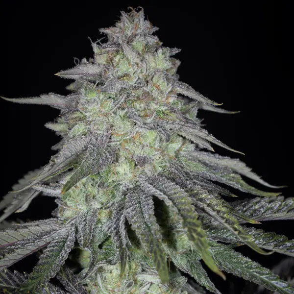key lime pie bx2 cannabis seeds by sin city seeds