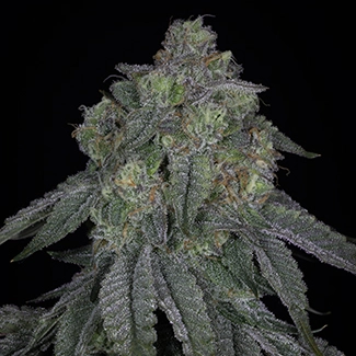 lime urkle cannabis seeds by sin city seeds
