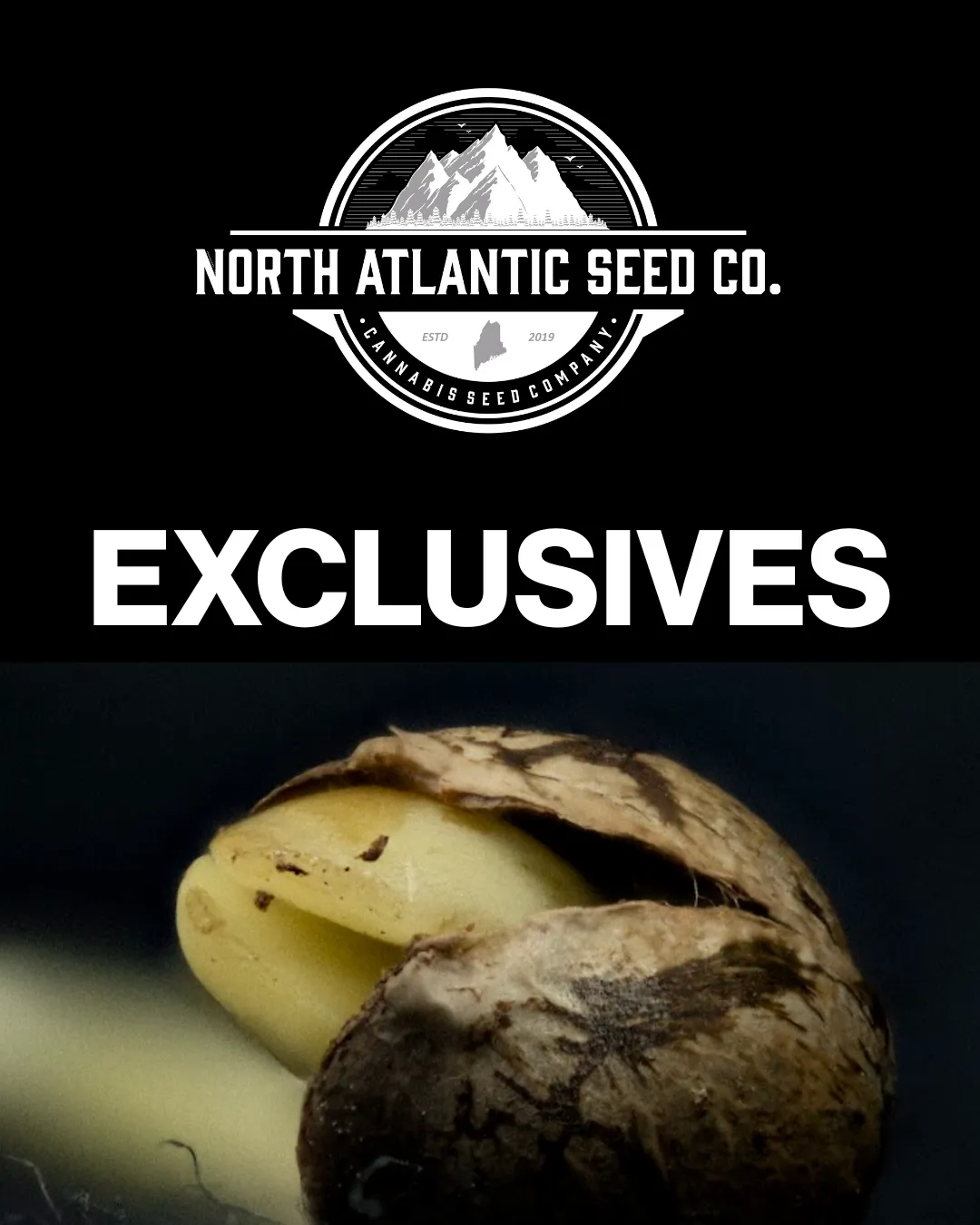 NASC Exclusives cannabis seeds