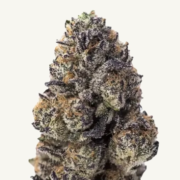 papaya sherbet cannabis seeds by fast buds