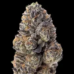 Papaya Sherbet Cannabis Seeds by Fastbuds