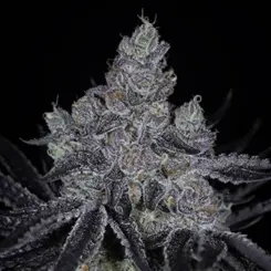 pie after dark cannabis seeds by sin city seeds