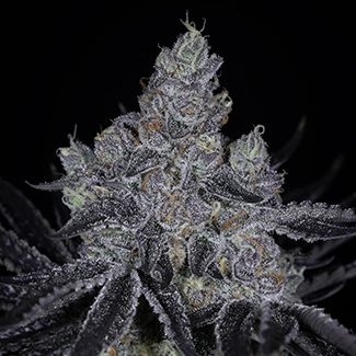 pie after dark cannabis seeds by sin city seeds