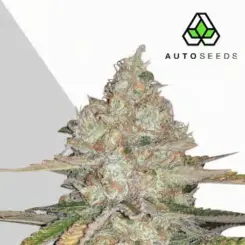 pineapple express auto cannabis seeds by auto seeds
