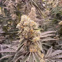 platinum jellysickle cannabis seeds by private label