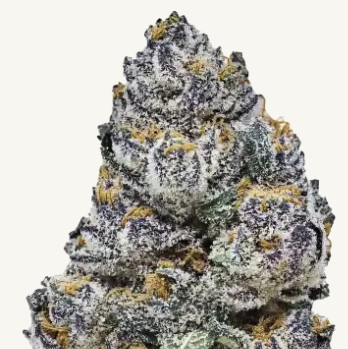 rainbow melon cannabis seeds by fast buds