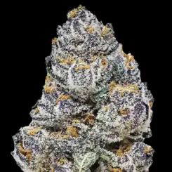 Rainbow Melon Fem Cannabis Seeds by Fastbuds