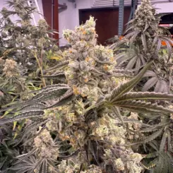 sour bananacane cannabis seeds by private label