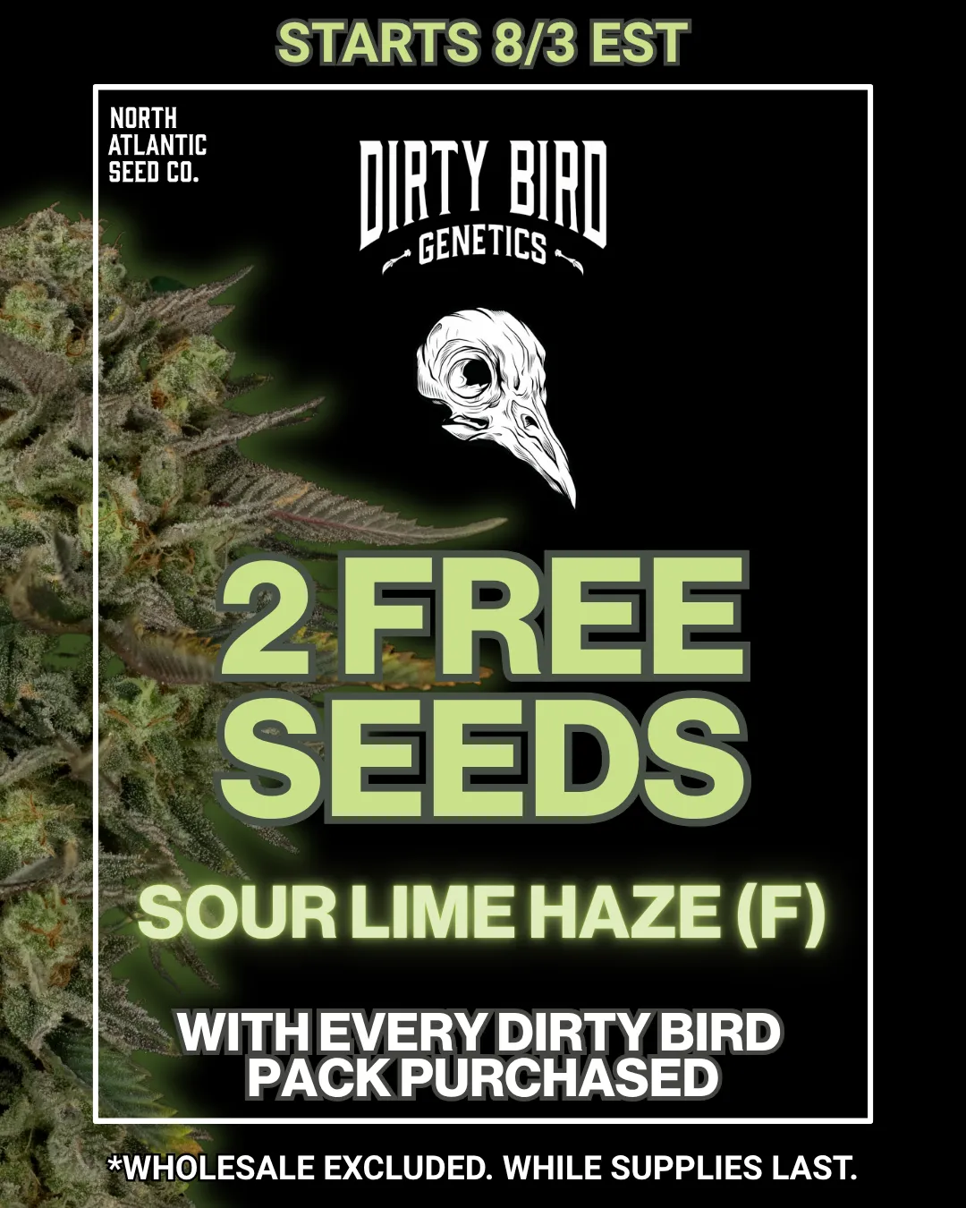 Dirty Bird Genetics Image