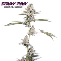 stinky pinky cannabis seeds by romulan genetics