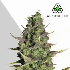 wedding cake auto cannabis seeds by auto seeds