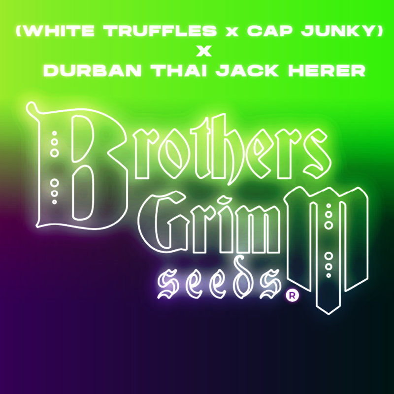 (white truffles x cap junky) x durban thai jack herer