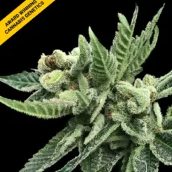 white widow cannabis seeds by dna genetics