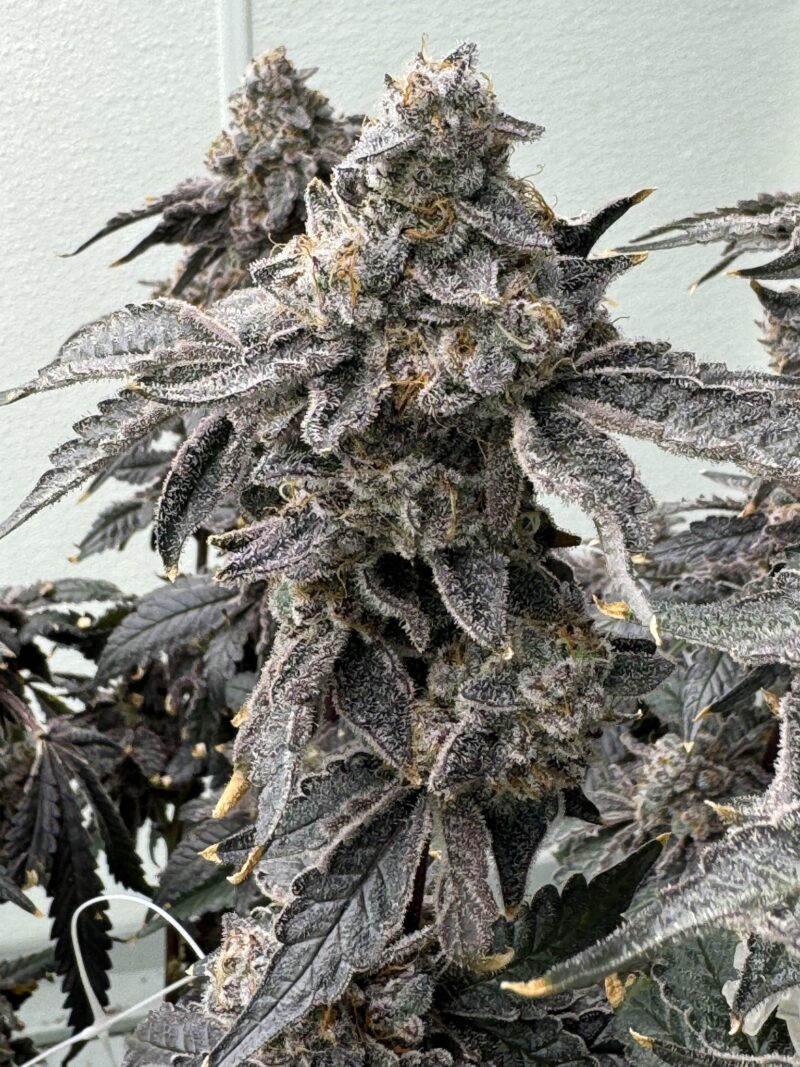 banana diesel cannabis seeds by mosca seeds