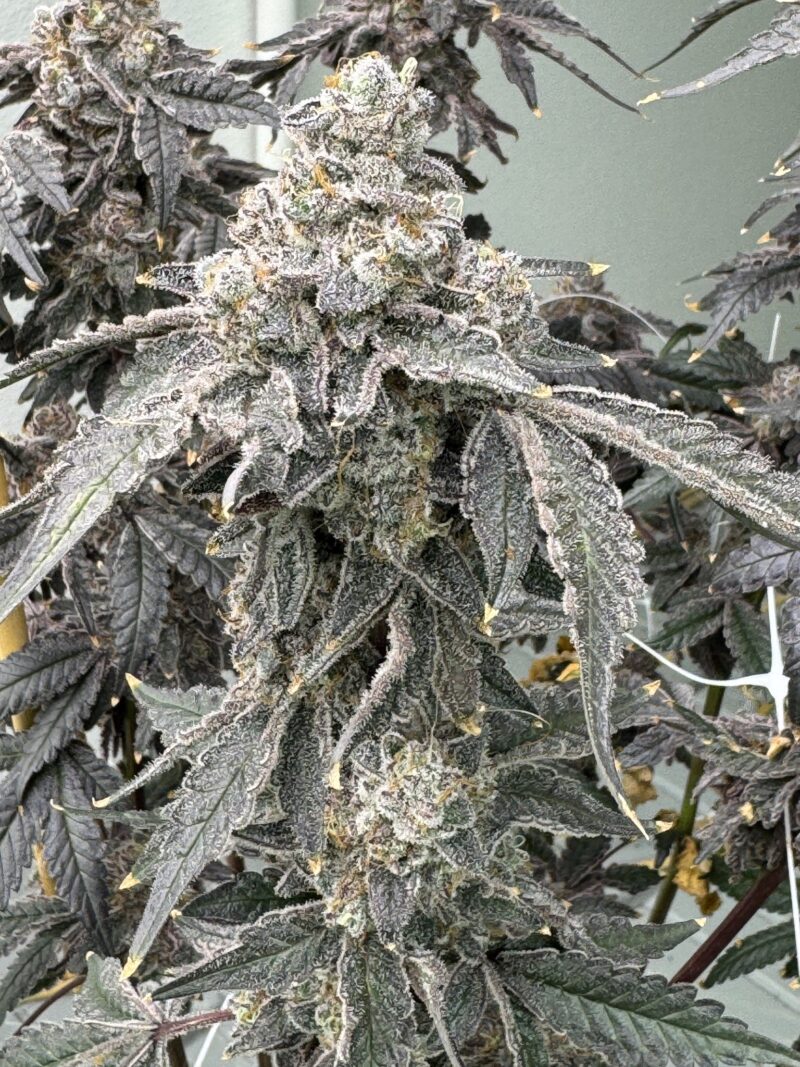 banana diesel cannabis seeds by mosca seeds