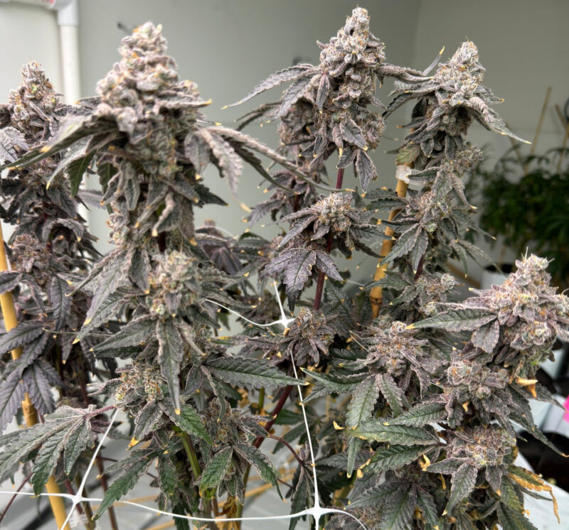 banana diesel cannabis seeds by mosca seeds