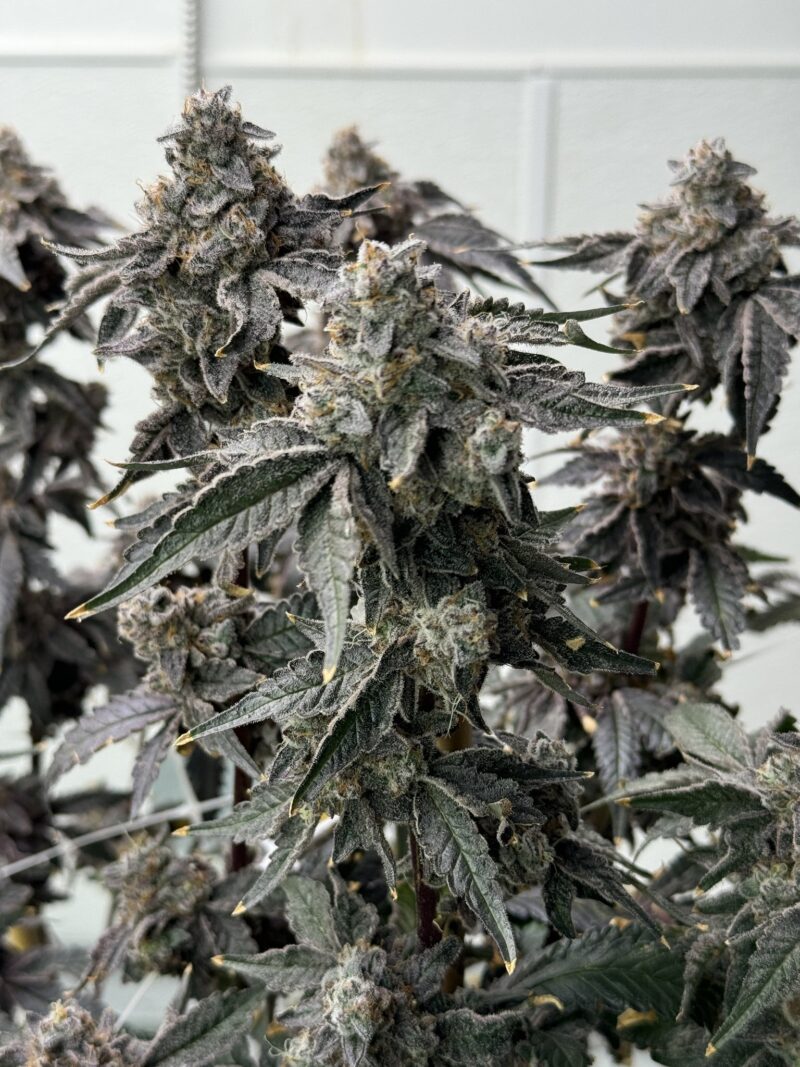 banana diesel cannabis seeds by mosca seeds