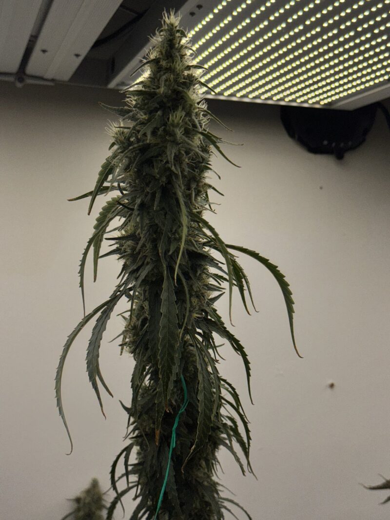 black bubble gum haze cannabis seeds by mosca seeds