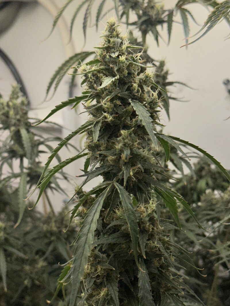 black bubble gum haze cannabis seeds by mosca seeds