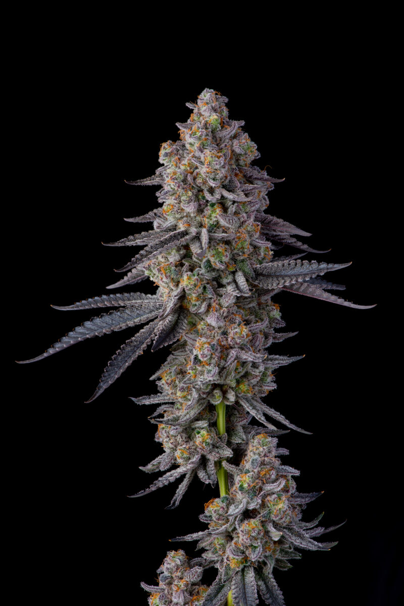 el chivo cannabis seeds by compound genetics