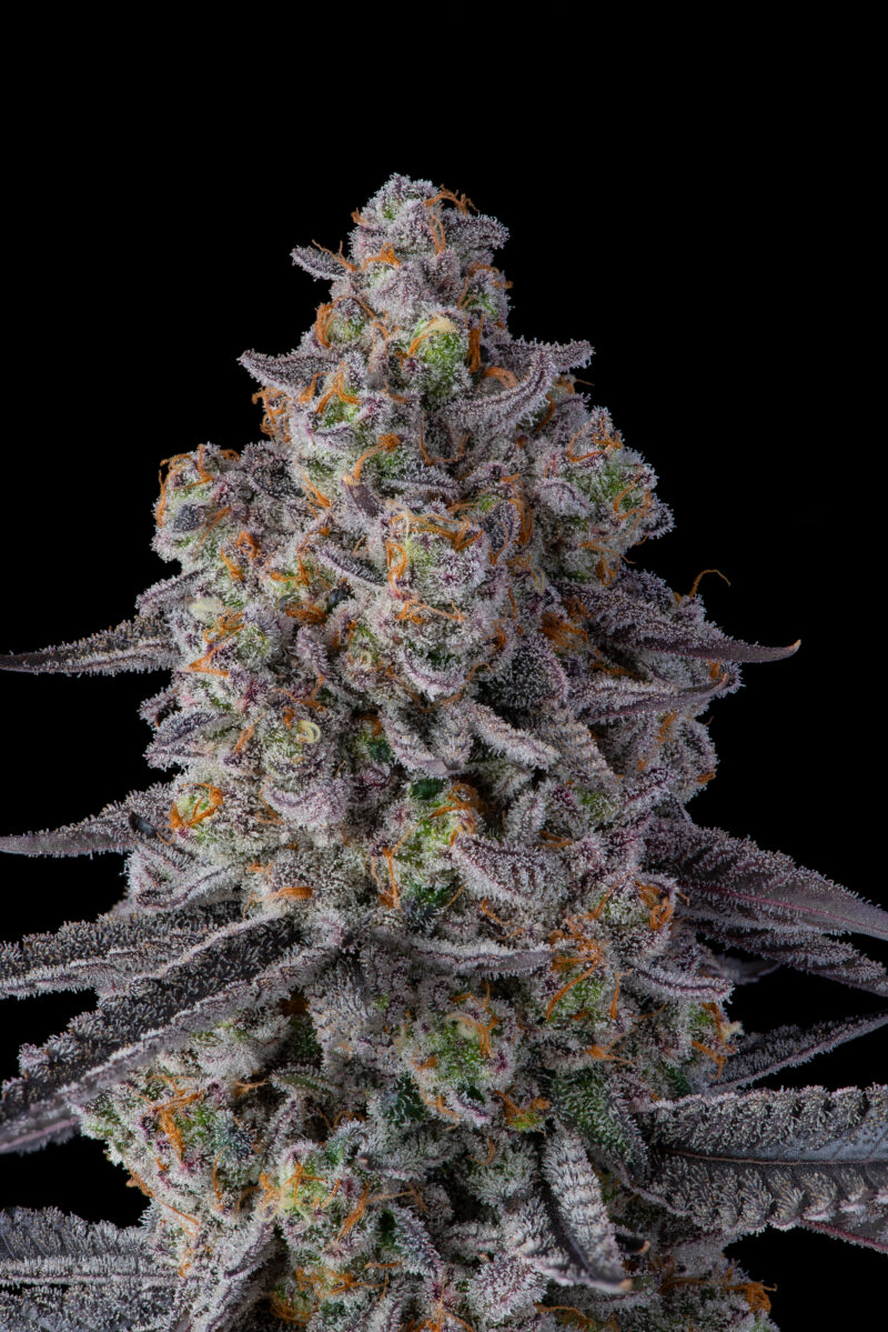 el chivo cannabis seeds by compound genetics