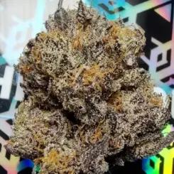 Demon King X Winter Storm Cannabis Seeds by Tiki Madman Seeds