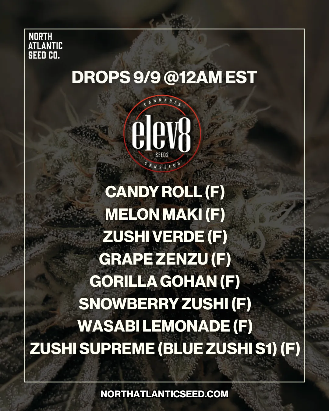 Elev8 Seeds cannabis seeds
