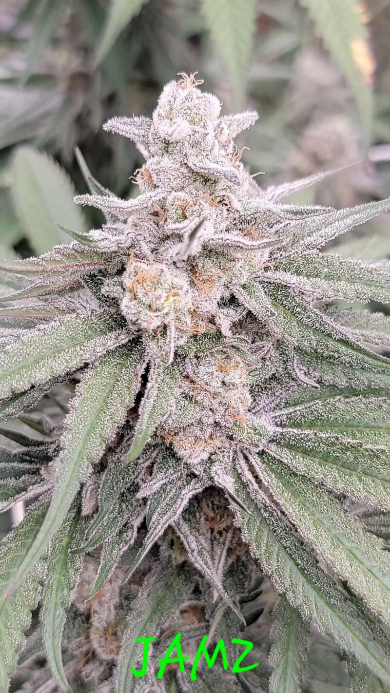 jamz cannabis seeds by in house genetics