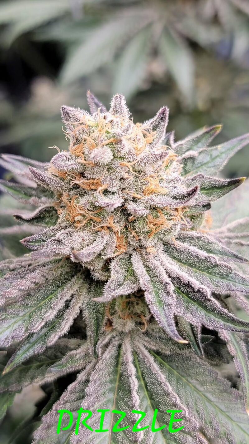 drizzle cannabis seeds by in house genetics