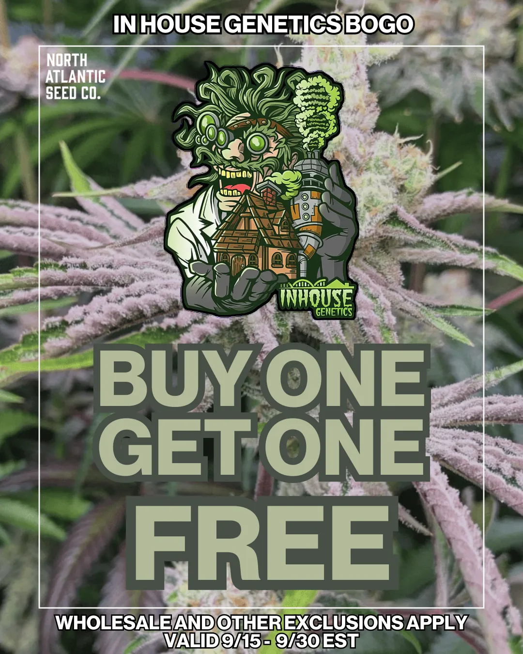 In House Genetics cannabis seeds