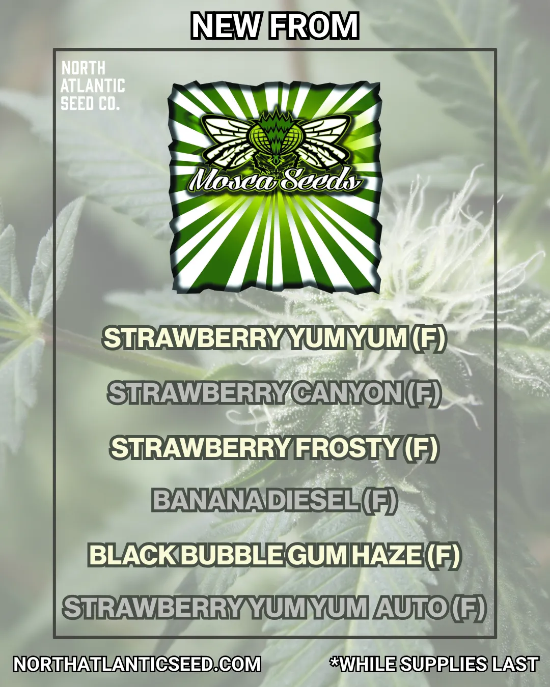 Mosca New Drop Fall 2025 cannabis seeds