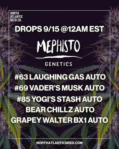 Mephisto Genetics Autos's promotional image